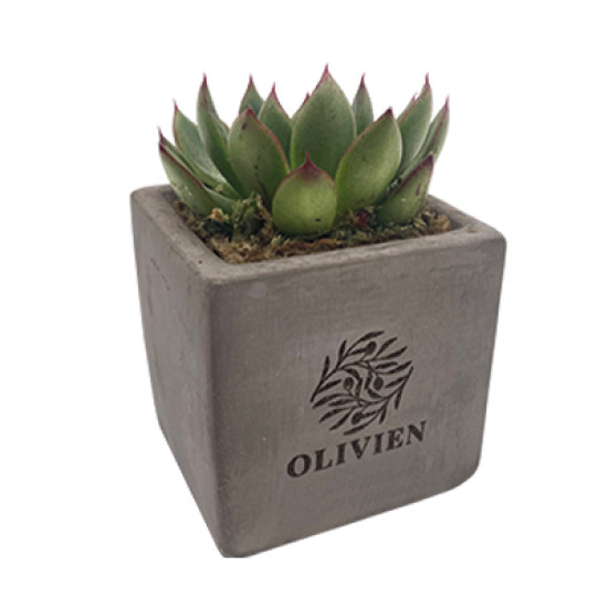 Concrete Succulent
