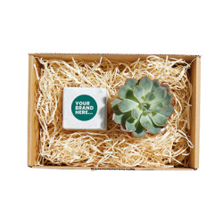 Plant and Candle Hamper